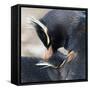 Rockhopper Penguin (Eudyptes Chrysocome) Mutual Preening Behaviour-Eleanor Scriven-Framed Stretched Canvas