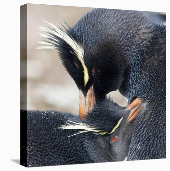 Rockhopper Penguin (Eudyptes Chrysocome) Mutual Preening Behaviour-Eleanor Scriven-Stretched Canvas