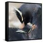 Rockhopper Penguin (Eudyptes Chrysocome) Mutual Preening Behaviour-Eleanor Scriven-Framed Stretched Canvas