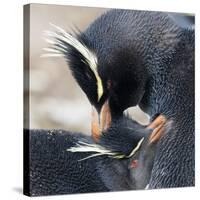 Rockhopper Penguin (Eudyptes Chrysocome) Mutual Preening Behaviour-Eleanor Scriven-Stretched Canvas