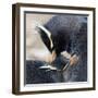 Rockhopper Penguin (Eudyptes Chrysocome) Mutual Preening Behaviour-Eleanor Scriven-Framed Photographic Print