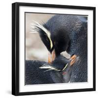 Rockhopper Penguin (Eudyptes Chrysocome) Mutual Preening Behaviour-Eleanor Scriven-Framed Photographic Print