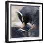 Rockhopper Penguin (Eudyptes Chrysocome) Mutual Preening Behaviour-Eleanor Scriven-Framed Photographic Print