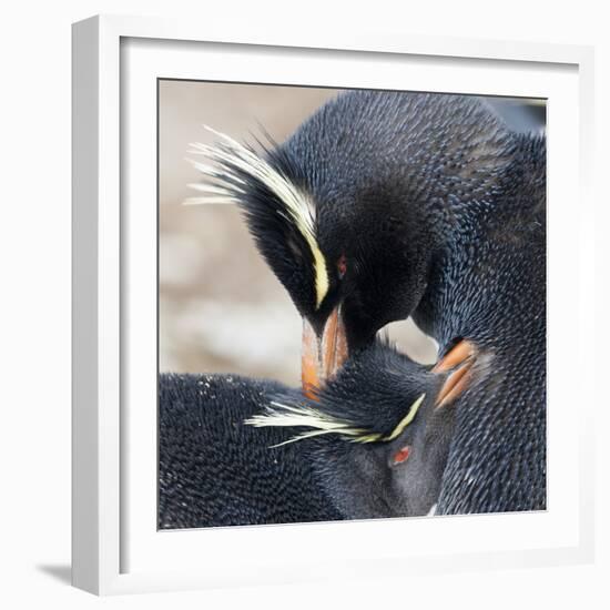 Rockhopper Penguin (Eudyptes Chrysocome) Mutual Preening Behaviour-Eleanor Scriven-Framed Photographic Print