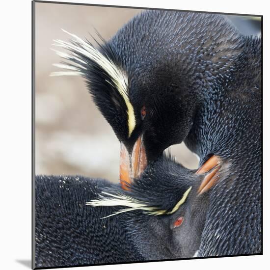 Rockhopper Penguin (Eudyptes Chrysocome) Mutual Preening Behaviour-Eleanor Scriven-Mounted Photographic Print