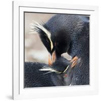 Rockhopper Penguin (Eudyptes Chrysocome) Mutual Preening Behaviour-Eleanor Scriven-Framed Photographic Print