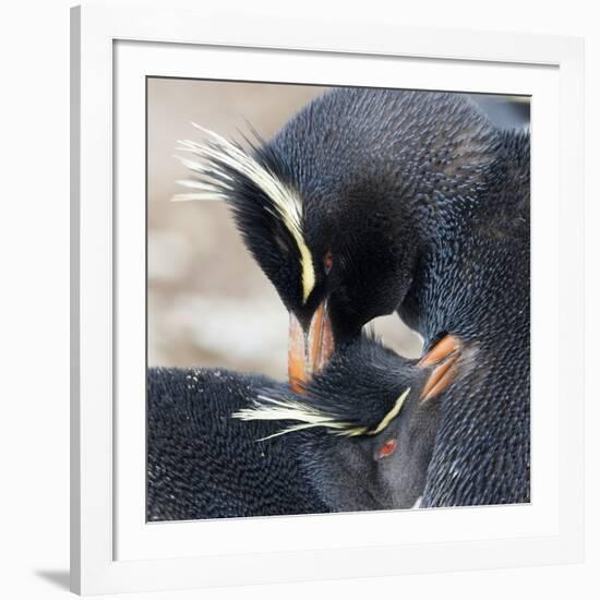 Rockhopper Penguin (Eudyptes Chrysocome) Mutual Preening Behaviour-Eleanor Scriven-Framed Photographic Print
