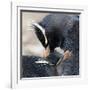 Rockhopper Penguin (Eudyptes Chrysocome) Mutual Preening Behaviour-Eleanor Scriven-Framed Photographic Print