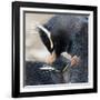 Rockhopper Penguin (Eudyptes Chrysocome) Mutual Preening Behaviour-Eleanor Scriven-Framed Photographic Print