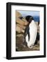 Rockhopper Penguin (Eudyptes Chrysocome) on a Rocky Coastline, the Neck, Saunders Island-Eleanor Scriven-Framed Photographic Print