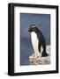 Rockhopper Penguin (Eudyptes Chrysocome) Poses on a Rock, Rockhopper Point, Sea Lion Island-Eleanor Scriven-Framed Photographic Print