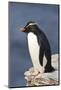 Rockhopper Penguin (Eudyptes Chrysocome) Poses on a Rock, Rockhopper Point, Sea Lion Island-Eleanor Scriven-Mounted Photographic Print