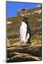 Rockhopper Penguin (Eudyptes Chrysocome) Poses on a Rock-Eleanor-Mounted Photographic Print