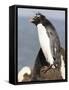 Rockhopper Penguin. Falkland Islands-Martin Zwick-Framed Stretched Canvas