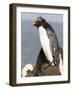 Rockhopper Penguin. Falkland Islands-Martin Zwick-Framed Photographic Print