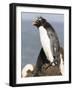 Rockhopper Penguin. Falkland Islands-Martin Zwick-Framed Photographic Print