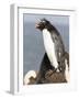 Rockhopper Penguin. Falkland Islands-Martin Zwick-Framed Photographic Print