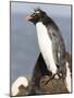 Rockhopper Penguin. Falkland Islands-Martin Zwick-Mounted Photographic Print