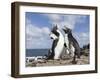 Rockhopper Penguin Greeting and bonding behavior. Falkland Islands-Martin Zwick-Framed Photographic Print