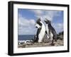 Rockhopper Penguin Greeting and bonding behavior. Falkland Islands-Martin Zwick-Framed Photographic Print