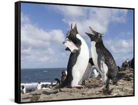 Rockhopper Penguin Greeting and bonding behavior. Falkland Islands-Martin Zwick-Framed Stretched Canvas