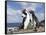 Rockhopper Penguin Greeting and bonding behavior. Falkland Islands-Martin Zwick-Framed Stretched Canvas