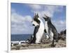 Rockhopper Penguin Greeting and bonding behavior. Falkland Islands-Martin Zwick-Framed Photographic Print