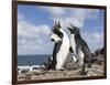 Rockhopper Penguin Greeting and bonding behavior. Falkland Islands-Martin Zwick-Framed Photographic Print