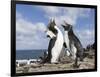 Rockhopper Penguin Greeting and bonding behavior. Falkland Islands-Martin Zwick-Framed Photographic Print