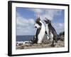 Rockhopper Penguin Greeting and bonding behavior. Falkland Islands-Martin Zwick-Framed Photographic Print