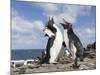 Rockhopper Penguin Greeting and bonding behavior. Falkland Islands-Martin Zwick-Mounted Photographic Print