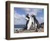 Rockhopper Penguin Greeting and bonding behavior. Falkland Islands-Martin Zwick-Framed Photographic Print