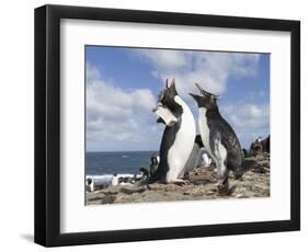 Rockhopper Penguin Greeting and bonding behavior. Falkland Islands-Martin Zwick-Framed Photographic Print