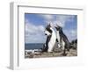 Rockhopper Penguin Greeting and bonding behavior. Falkland Islands-Martin Zwick-Framed Photographic Print