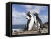 Rockhopper Penguin Greeting and bonding behavior. Falkland Islands-Martin Zwick-Framed Stretched Canvas