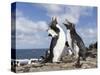 Rockhopper Penguin Greeting and bonding behavior. Falkland Islands-Martin Zwick-Stretched Canvas