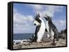 Rockhopper Penguin Greeting and bonding behavior. Falkland Islands-Martin Zwick-Framed Stretched Canvas