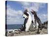 Rockhopper Penguin Greeting and bonding behavior. Falkland Islands-Martin Zwick-Stretched Canvas
