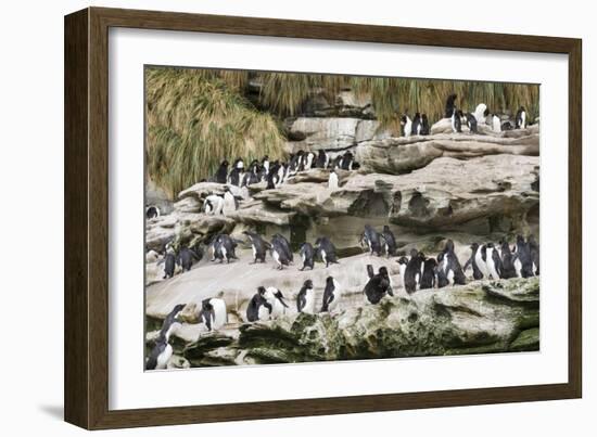 Rockhopper Penguin Hopping to the colony. Falkland Islands-Martin Zwick-Framed Photographic Print