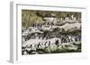 Rockhopper Penguin Hopping to the colony. Falkland Islands-Martin Zwick-Framed Photographic Print