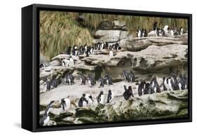 Rockhopper Penguin Hopping to the colony. Falkland Islands-Martin Zwick-Framed Stretched Canvas