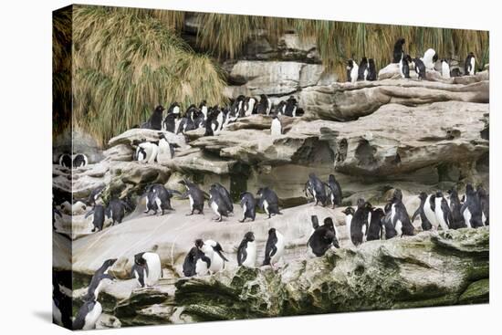 Rockhopper Penguin Hopping to the colony. Falkland Islands-Martin Zwick-Stretched Canvas