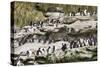 Rockhopper Penguin Hopping to the colony. Falkland Islands-Martin Zwick-Stretched Canvas
