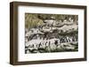 Rockhopper Penguin Hopping to the colony. Falkland Islands-Martin Zwick-Framed Photographic Print