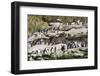 Rockhopper Penguin Hopping to the colony. Falkland Islands-Martin Zwick-Framed Photographic Print