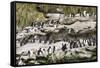 Rockhopper Penguin Hopping to the colony. Falkland Islands-Martin Zwick-Framed Stretched Canvas