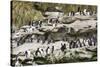 Rockhopper Penguin Hopping to the colony. Falkland Islands-Martin Zwick-Stretched Canvas