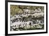 Rockhopper Penguin Hopping to the colony. Falkland Islands-Martin Zwick-Framed Photographic Print