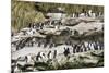 Rockhopper Penguin Hopping to the colony. Falkland Islands-Martin Zwick-Mounted Photographic Print