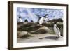 Rockhopper Penguin Hopping up and down the cliffs. Falkland Islands-Martin Zwick-Framed Photographic Print